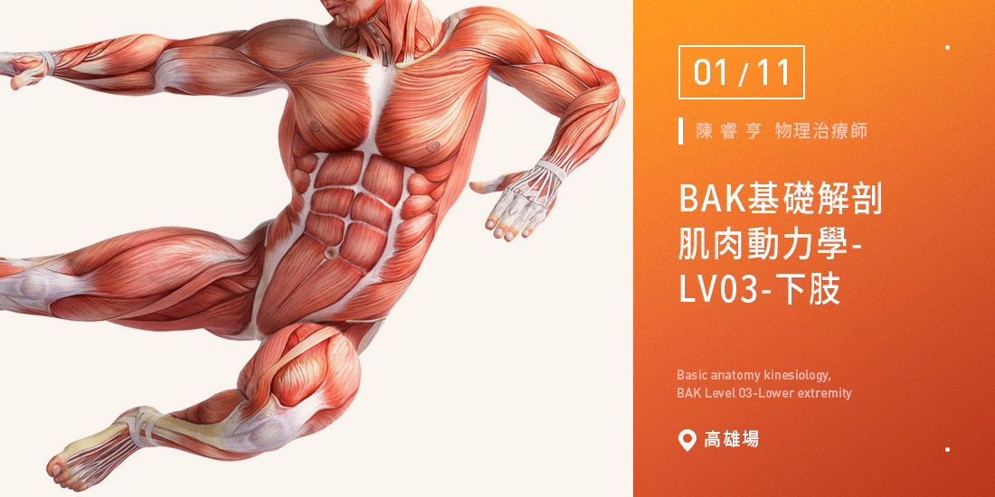 BAK基礎解剖肌肉動力學-LV03-下肢